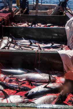 Piyasada bir sürü farklı balık türü var.