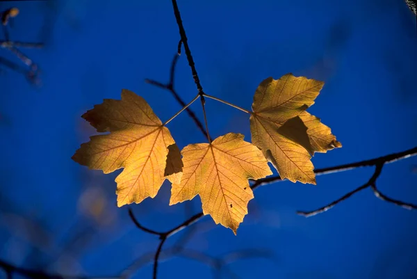 Folhas Outono Ramo Árvore — Fotografia de Stock