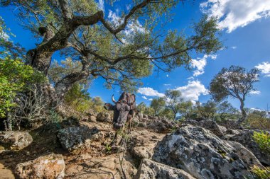 Kayalık dağlarda otlanıyor.
