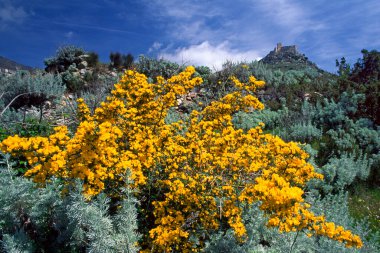 Önünde mimoza bitkisi olan Burgos Şatosu