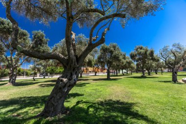 Yaz günü parkın manzarası