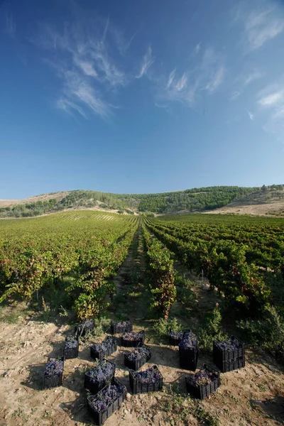 イタリアのブドウ畑とブドウ — ストック写真