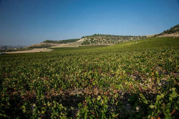 Vingårdar Dourofloden Dourodalen Vinets Värld Och Vinframställning Vin — Stockfoto