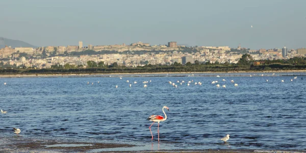 Cagliari Panorama ve dalgalar üzerinde deniz kuşları