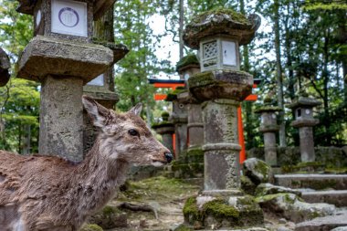 Geyik, Nara 'da arkasında kırmızı torii olan taş fenerlerden geçiyor. Japonya. Yüksek kalite fotoğraf