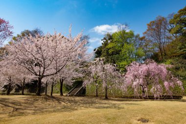 Hoş bir günde sıcak güneşin tadını çıkarırken güzel bir sıra kiraz ağacı güzel bir parkta hayran olunabilir.