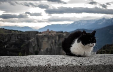 Çarpıcı kürk desenlerini sergileyen siyah ve beyaz bir kedi, arka planda büyüleyici dağların olduğu bir çıkıntıya rahatça tünemiştir.