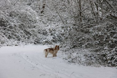 Beyaz Orman 'da koşan İngiliz Cocker Spaniel Dog