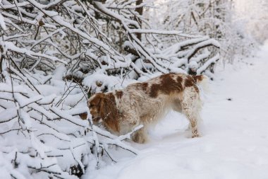 Beyaz Orman 'da koşan İngiliz Cocker Spaniel Dog
