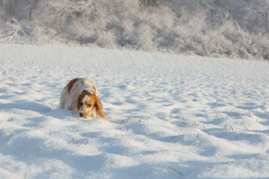 Ormanda koşan İngiliz Cocker Spaniel Dog