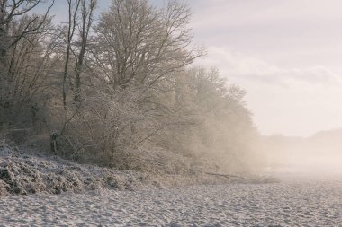 Güneşin doğuşunda sisli, karlı bir orman. Rüzgarlı ormanlık. Karlı orman. Doğa