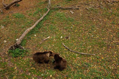 Sonbaharda ormanda iki çift kahverengi ayının manzarası.