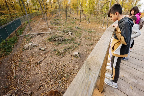 Αγόρι Που Κοιτάζει Άγρια Ζώα Από Ξύλινη Γέφυρα — Φωτογραφία Αρχείου