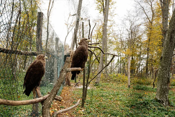 stock image Beautiful two brown eagles standing in a cage at autumn forest.