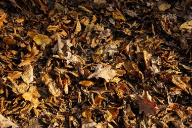 Sonbahar güneşinin parlak ışıklarında, sarı bir yaprağın yanına..