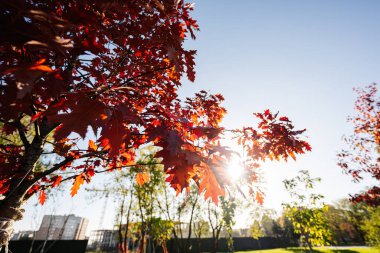 Turuncu renk ağacı, sonbahar parkında kırmızı kahverengi yapraklar. Parlak gün ışığı Sonbahar gününün doğuşu, Sabah güneşi manzarası.