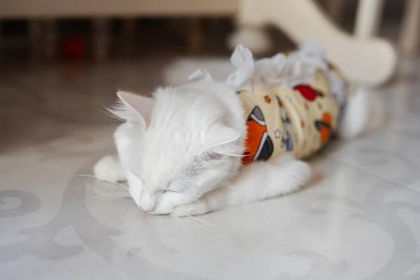 Venda Postoperatoria Gato Blanco Mascota Después Una Operación Cavitaria Castración — Foto de Stock