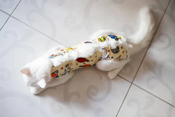 Venda Postoperatoria Gato Blanco Mascota Después Una Operación Cavitaria Castración — Foto de Stock