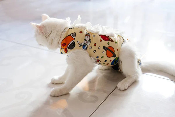 Műtét Utáni Kötés Fehér Macskán Kasztrálás Vagy Sterilizálás Utáni Kisállat — Stock Fotó