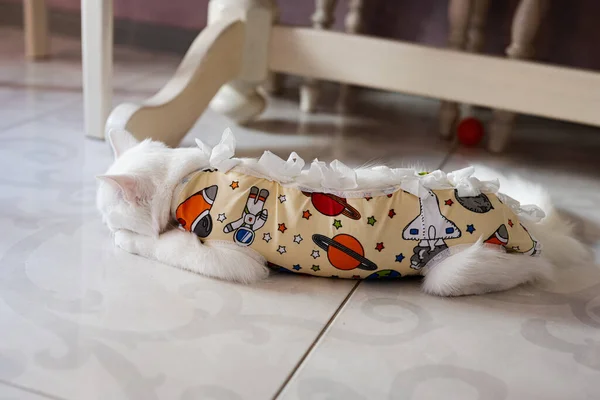 Beyaz Kedinin Ameliyat Sonrası Bandajı Bir Havyar Ameliyatından Sonra Evcil — Stok fotoğraf