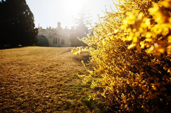 Złoty Krzew Przeciwko Zamku Lednice Pałac Pięknymi Ogrodami Parkami Słoneczny — Zdjęcie stockowe