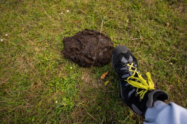 Erkek bacağı, inek gübresinin üzerinde duruyor..