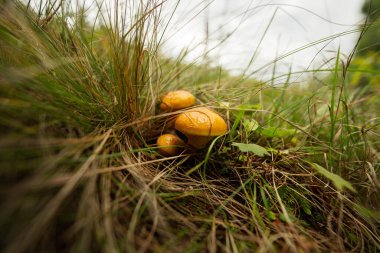 Düğünçiçeği mantarları (Latince Suillus luteus) sonbaharda ormanda yetişen sarı bir mantar türüdür..