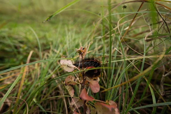 Czarna Gąsienica Liściu Wysokiej Trawie — Zdjęcie stockowe