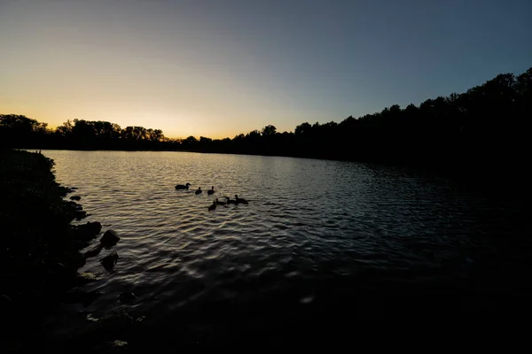 Silhouettes Canards Sur Lac Aube Lever Soleil — Photo