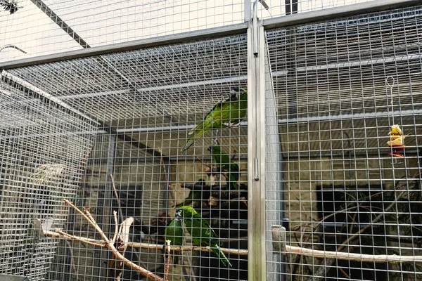 Käfige Papageienzoo Bei Sonnigem Tag — Stockfoto