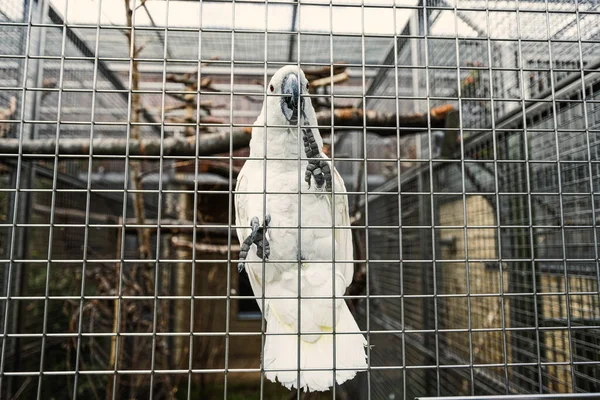 白コカトゥーでケージでオウム動物園 — ストック写真