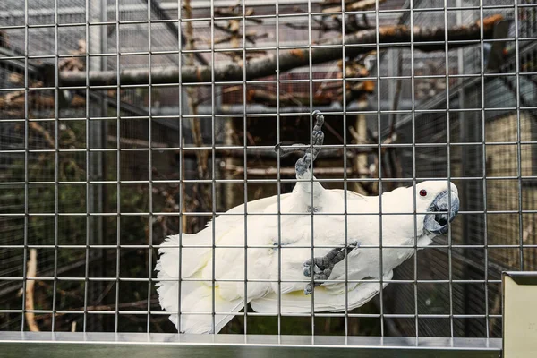 Bílý Kakadu Kleci Papouščí Zoo — Stock fotografie