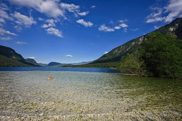 Slovenya 'nın en büyük gölü olan Bohinj Gölü' ndeki köpek, Triglav Ulusal Parkı 'nın bir parçası olan Julian Alpleri' nin Bohinj Vadisi 'nde yer alıyor..