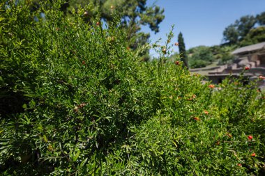 Pompeii antik kentinde çiçek açan nar çalısı, İtalya.
