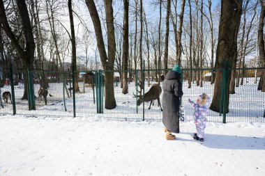 Mother and child on a sunny frosty winter day in the park feeding a reindeer in the zoo.