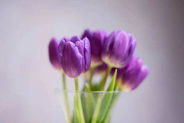 Bouquet of purple tulips with green leaves in glass vase.