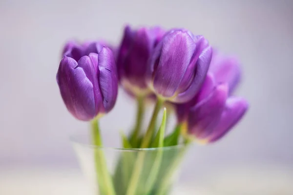 Bouquet of purple tulips with green leaves in glass vase.