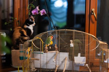 Cat looks at the parrot. Kitty vs love bird.