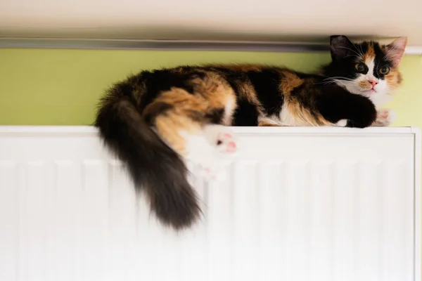 Cat lies on a heating radiator on a cold day.
