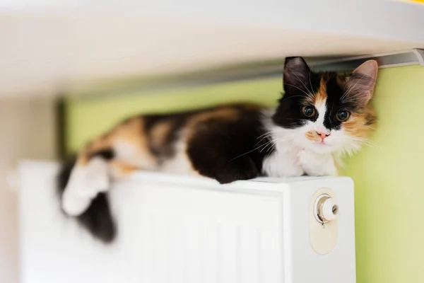 Cat lies on a heating radiator on a cold day.