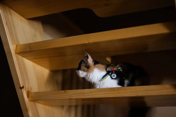 Kitty with cat leash in Ukraine flag and chip with a code when the animal is lost, sit on wooden stairs.