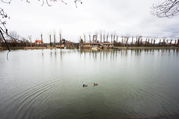 Deux Canards Nageant Sur Lac Ville Parc — Photo