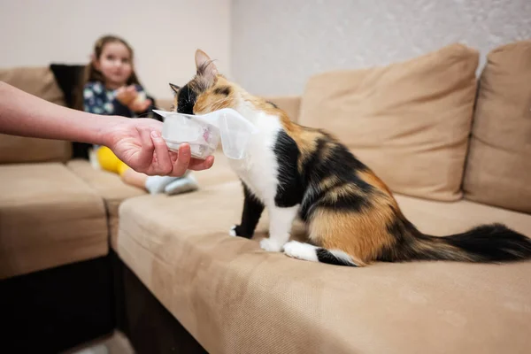 Kids feed the cat with yogurt at home.