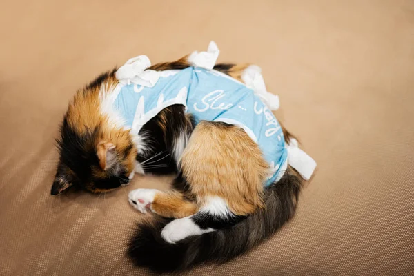 Спляча Кішка Пов Язці Після Операції Догляд Твариною Після Операції — стокове фото