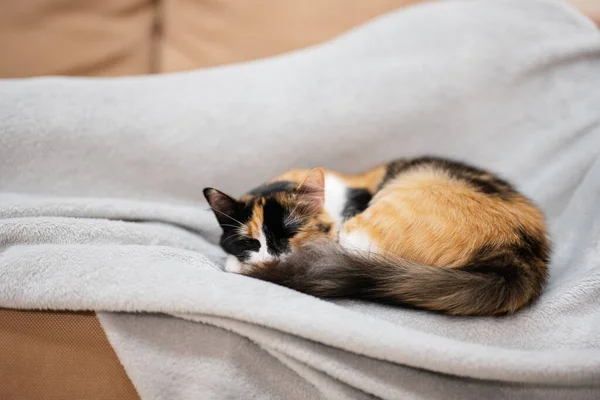 Γάτα Ξαπλωμένη Στο Κρεβάτι Στο Σπίτι Γκρι Καρό — Φωτογραφία Αρχείου