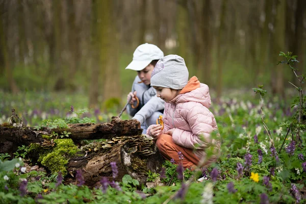 Irmão Com Irmã Descobre Madeira Floresta Primavera — Fotografia de Stock