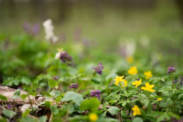 stock image Close up of spring forest flowers background.