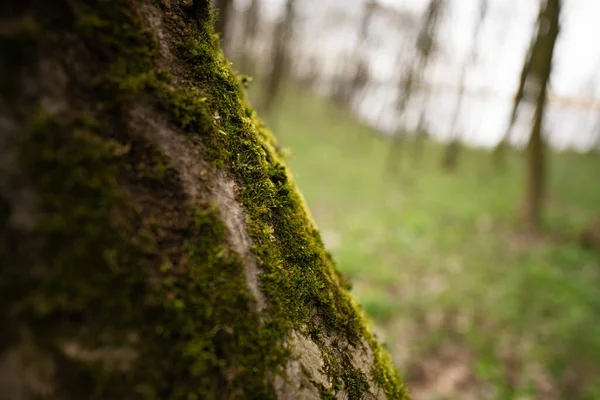 Zielony Mech Rośnie Wilgotnym Drzewie Lesie — Zdjęcie stockowe