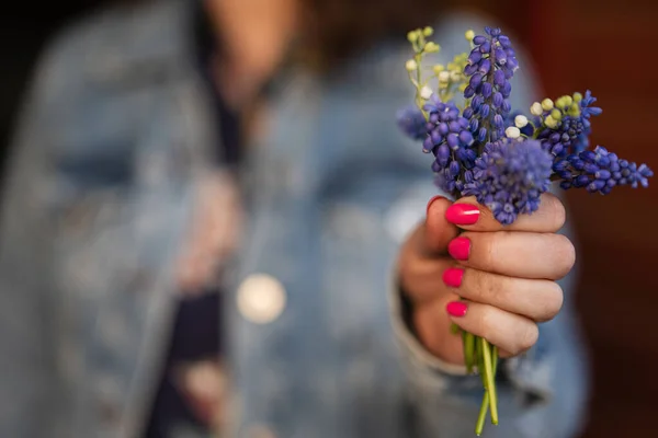 Hand Der Frau Hält Frühling Muscari Blumen Muscari — Stockfoto