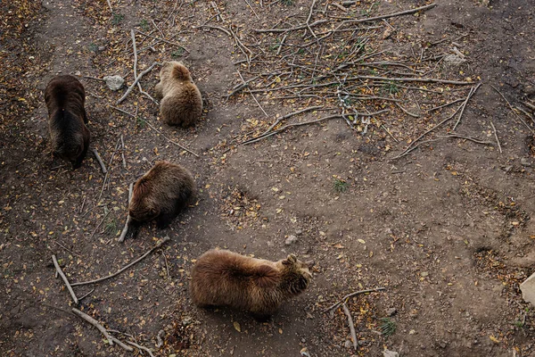 Pohled Shora Čtyři Medvědy Hnědé Lese Podzim — Stock fotografie
